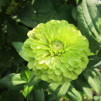 Zinnia seeds «Envy»