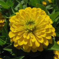 Zinnia seeds «Canary Bird»