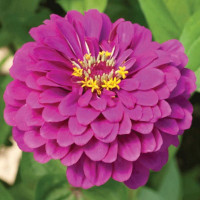 Семена циннии «Пурпурная королева»