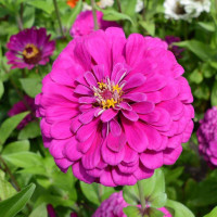 Zinnia seeds «Dream»