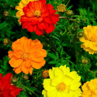 Cosmos seeds «Klondike»