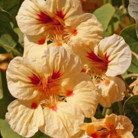 Насіння красолі «Мелба»