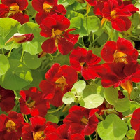 Nasturtium seeds «Scarlet glitter»