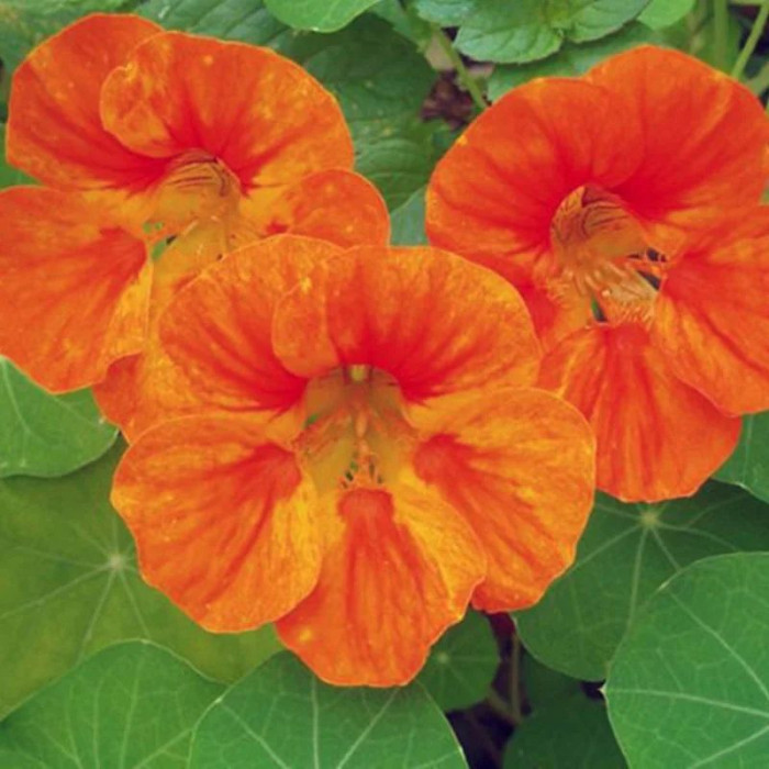 Nasturtium seeds «Orange Emperor»