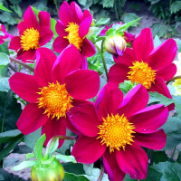 Dahlia seeds «Purple ribbon»