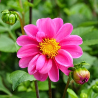 Dahlia seeds «Pink ribbon»