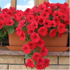 Petunia seeds «Avalanche red» F1