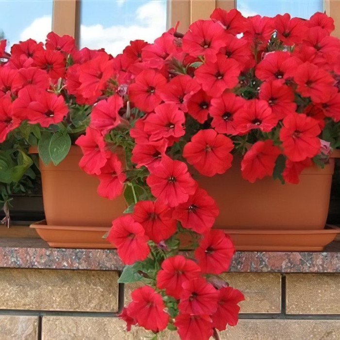 Petunia seeds «Avalanche red» F1