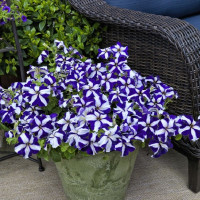 Petunia seeds «Blue Star» F1