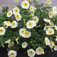 Petunia seeds «Yellow Star» F1
