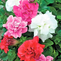 Насіння петунії «Тріумф»