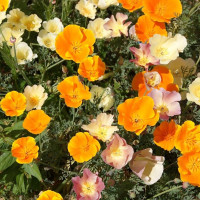 Насіння ешольції «Каліфорнійська суміш»