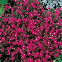 Lobelia seeds «Rosamund»