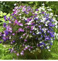 Lobelia seeds «Mix»