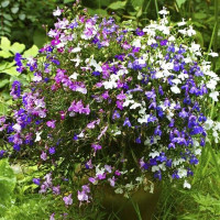 Семена лобелии «Смесь»