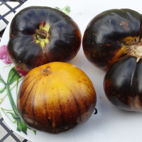 Насіння томату «Пурпурний Схід»