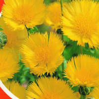 Cornflower seeds «Royal yellow»