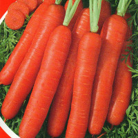 Насіння моркви «Апельсинка»
