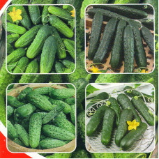 Cucumber seeds «Mix of varieties»
