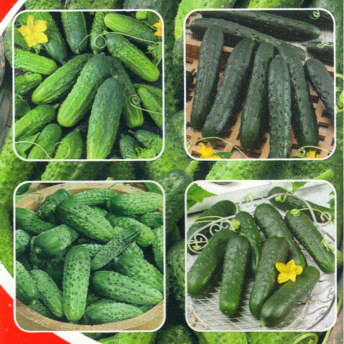 Cucumber seeds «Mix of varieties»