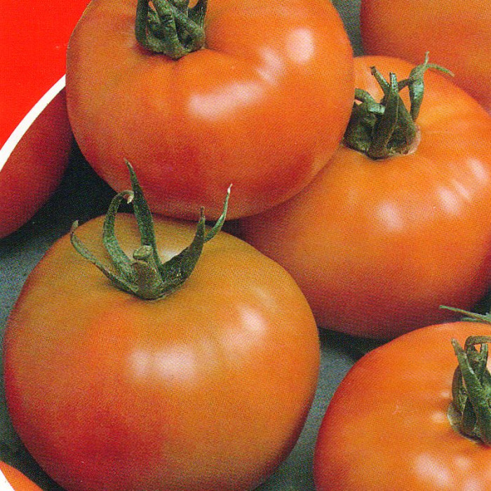 Насіння томату «Вірменський»