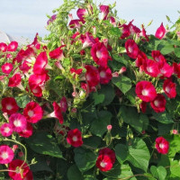 Насіння іпомеї «Скарлет О'хара»