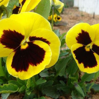 Насіння віоли «Сонячний поцілунок»