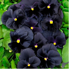Viola seeds «Black king»
