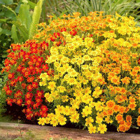 Насіння чорнобривців «Мексиканські» (суміш)