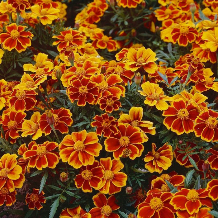 Marigold seeds «Marietta»