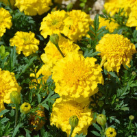 Marigold seeds «Lemon Free»