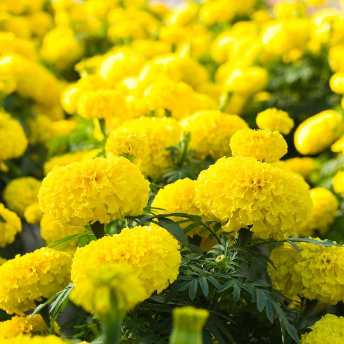 Marigold seeds «Lemon»