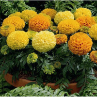 Marigold seeds «Sugar mix»