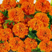 Marigold seeds «Tangerine»