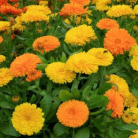 Calendula seeds «Mix»