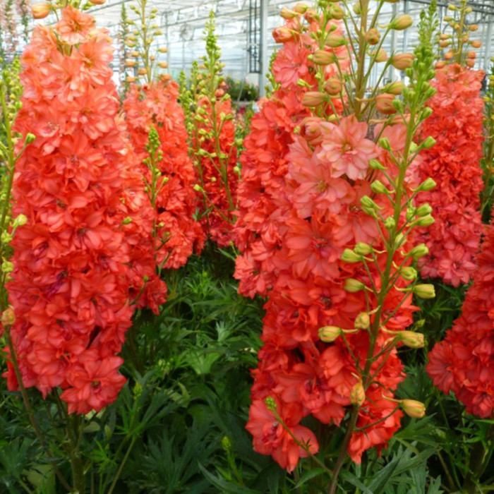 Delphinium seeds «Red King»