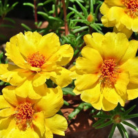 Portulaca grandiflora seeds «Yellow»