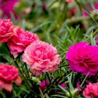 Portulaca grandiflora seeds «Pink»