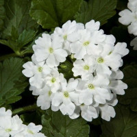 Семена вербены «Пышка»