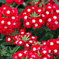Verbena seeds «Compacta Scarlet»