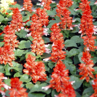 Salvia splendens seeds «Bicolor»