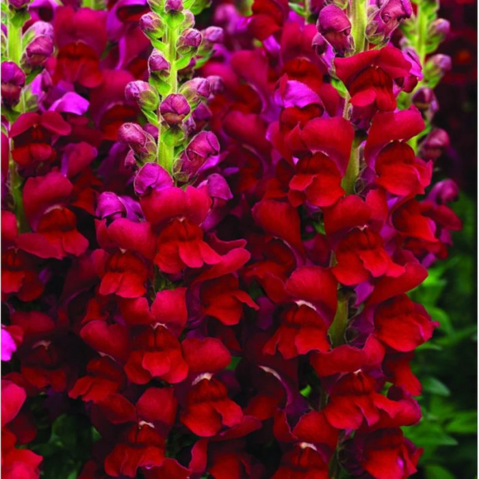 Snapdragons seeds «Ruby King»