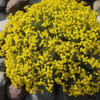 Насіння аліссуму «Золотий пилок»