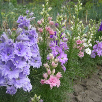 Delphinium seeds «Low growing mix»