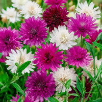 Xeranthemum seeds (mix)