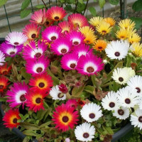 Семена мезембриантемума