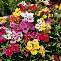 Nemesia seeds «Carnival»