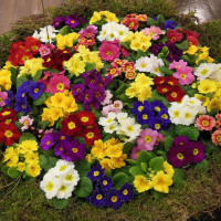 Primrose seeds «Garden mix»