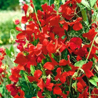 Sweet pea seeds «Cennet»
