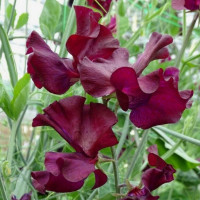 Насіння запашного горошку «Божоле»